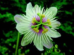 Passiflora foetida-a.jpg