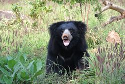 Sloth-bear-1136129 960 720.jpg