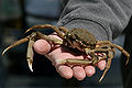 Thumbnail for version as of 13:25, 19 March 2013