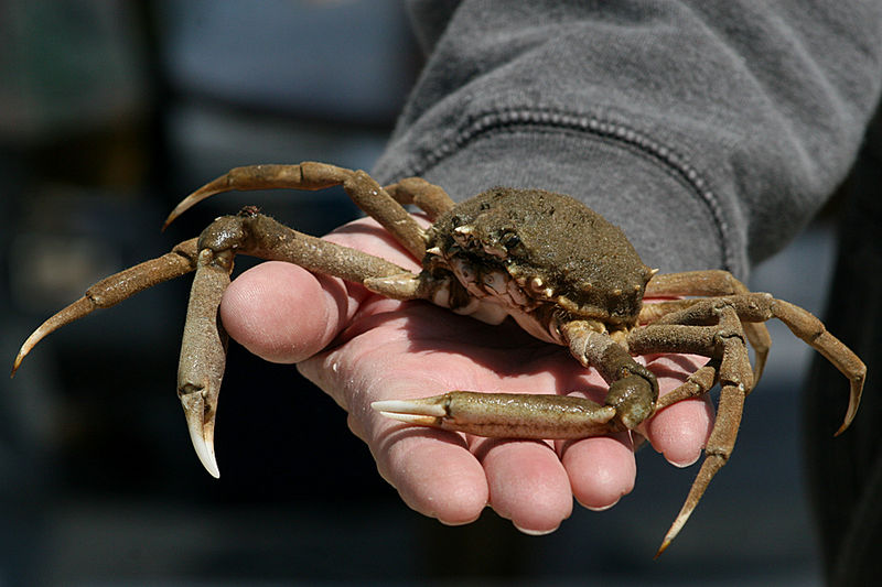 File:SpiderCrab.jpg