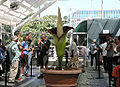 Titan Arum (Amorphophallus titanum)