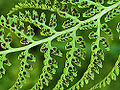 Alpine Lady Fern (Athyrium americanum)