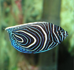 Angel fish.jpg