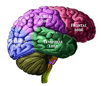 Brain Lobes.jpg