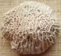 Fossil coral