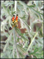 Thumbnail for version as of 13:26, 11 May 2007