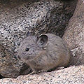 Pika (Ochotona link) Subtaxa:Ochotona link