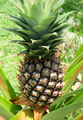 Pineapple (Ananas comosus) Location: Penang, Malaysia