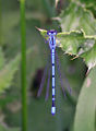 Azure Damselfly (Coenagrion puella) Family: Coenagrionidae