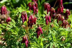 200px-Dicentra eximia (1).jpg