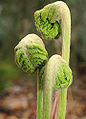 Cinnamon fern Fiddleheads