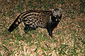 African Civet (Civettictis civetta)