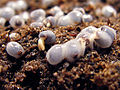 Thumbnail for version as of 00:04, 15 May 2010