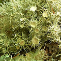 Busy Beard Lichen (U. strigosa) Genera: Usnea
