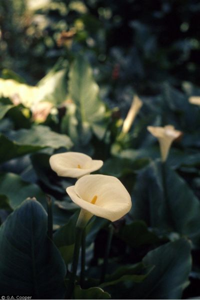 File:Calla lily 1.jpg