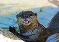 Asian Small-clawed Otter (A. cinerea) Genus:Aonyx