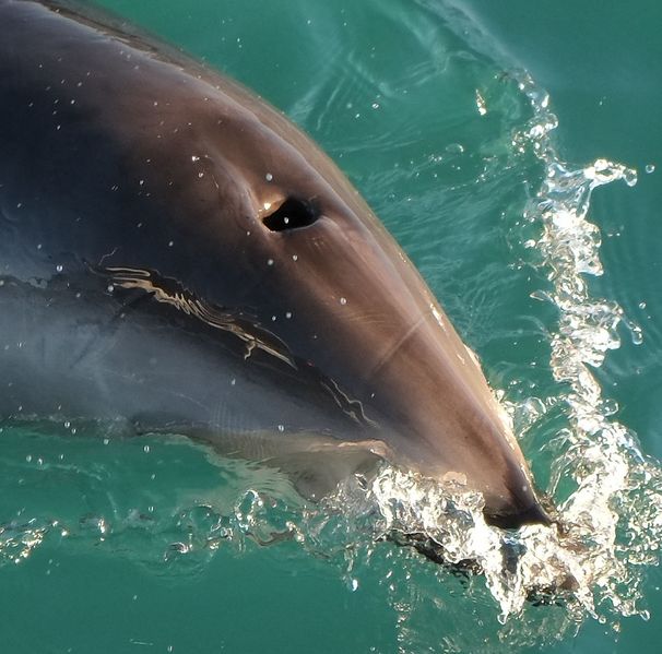 File:Dolphin Blowhole.jpg