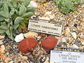 Living stones (L. dinteri)