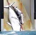 Minke whale (Balaenoptera acutorostrata) Genus: Balaenoptera