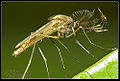 A mosquito resting on a door.