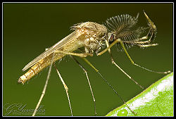 Mosquito Close Up.jpg