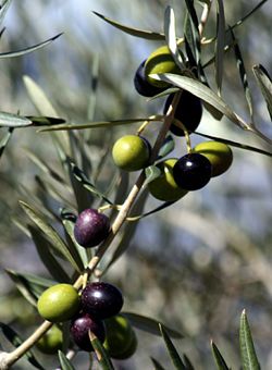 Olive.jpg