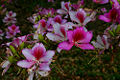 Orchidtree (B. variegata) Genus: Bauhinia