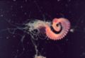 Polychaeta(Amphitrite sp.)