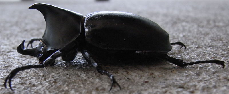 File:Rhinoceros Beetle Side.jpg