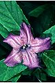 Carolina wild petunia (Ruellia caroliniensis)