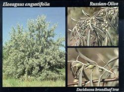 Russian Olive.JPG