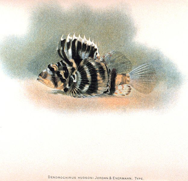File:Scorpionfish Dendrochirus.jpg