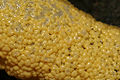 unidentified myxomyete in plasmodial phase