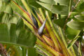 White Bird of Paradise (Strelitzia alba)