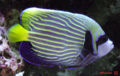 Juvenile Emperor angelfish (Pomacanthus imperator) Genus: Pomacanthus