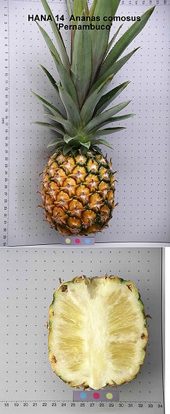 File:AnanasComosusPernambuco.jpg