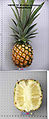 Pineapple (Ananas comosus) Variety: Pernambuco