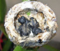 Thumbnail for version as of 22:15, 21 January 2007