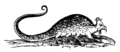 Basilisk from Serpentum et draconum historiae (History of the Dragon Serpent) by Ulisse Aldrovandi, 1640.