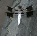 Common Whitetail male (Libellula lydia) Family: Libellulidae