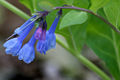 Thumbnail for version as of 03:47, 13 May 2008