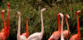 Caribbean Flamingo (Phoenicopterus ruber)