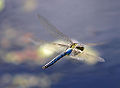 emperor dragonfly (Anax imperator)