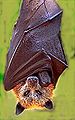 Bat (Acerodon jubatus) Order: Chiroptera