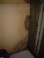 Black Mold (Stachybotrys) Subtaxa: S. chartarum