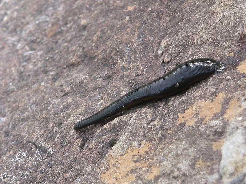 File:Macrobdella decora.jpg