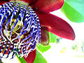Passion Flower (Passiflora alata)