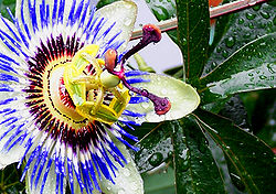 Passion Flower.jpg