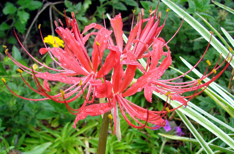 File:Red spider lily.jpg