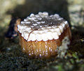 Thumbnail for version as of 00:47, 3 December 2009
